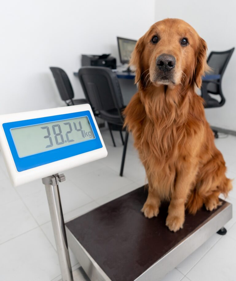 Tips for Keeping Your Dog at a Healthy Weight