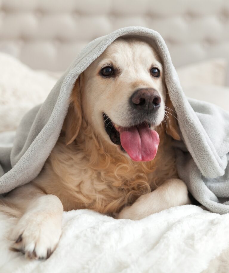 How to Keep Your Pets Warm This Winter