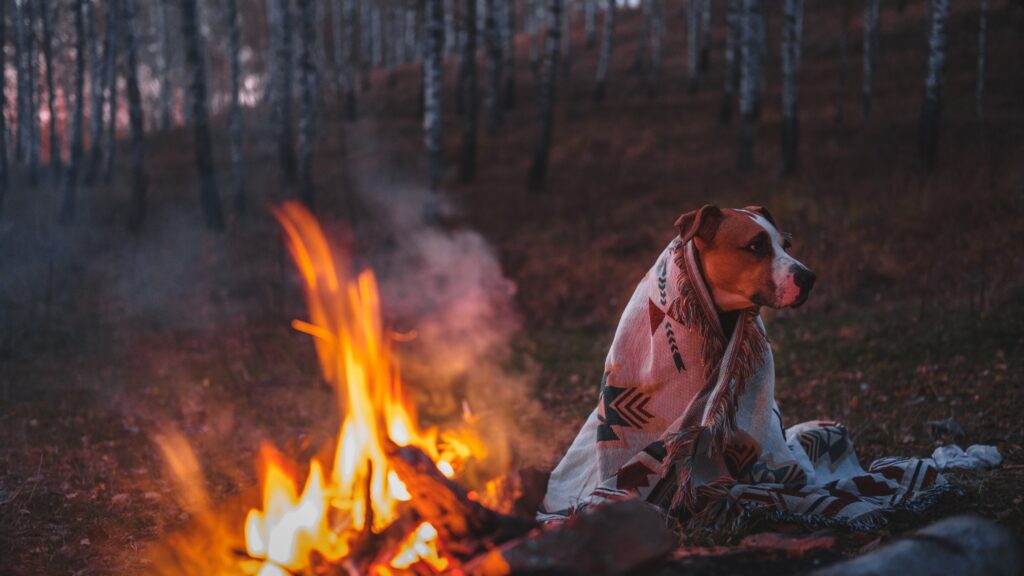 Dog in a poncho sitting beside a campfire in the woods, surrounded by trees. pet camping