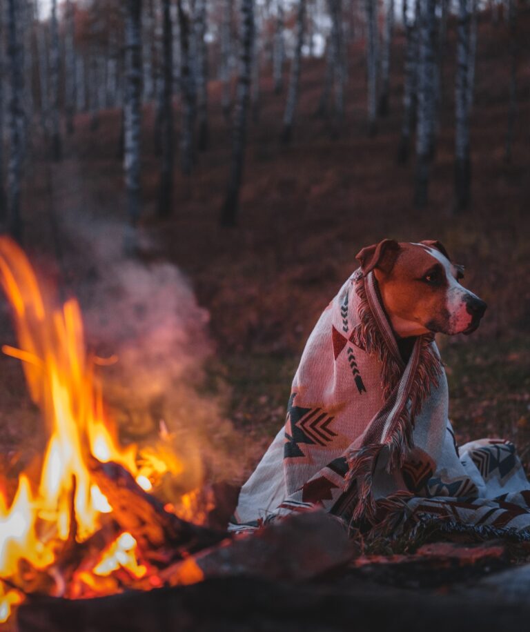 Ultimate Pet Camping 101: Everything You Need to Know