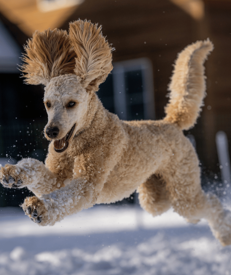 Brown Curly Coated Dog on Snow Covered Ground