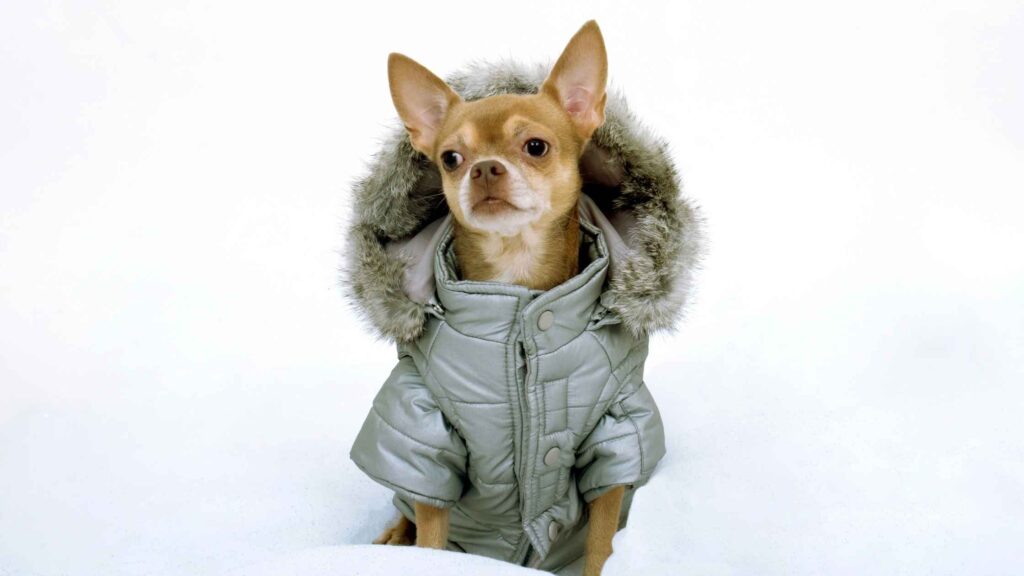 chihuahua with winter coat