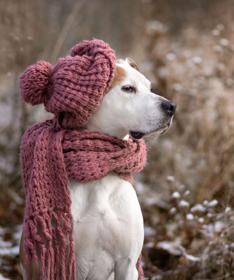 dog in winter clothing