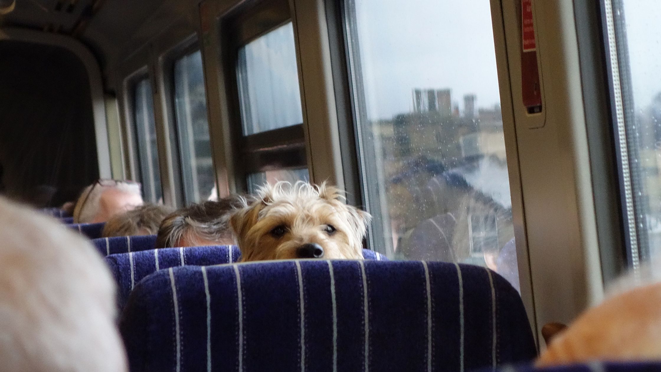 dog on train 1