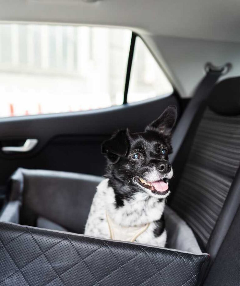 pet in a seat belt