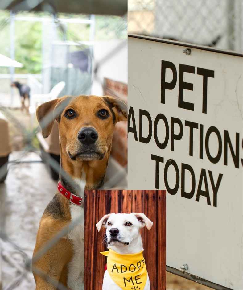 Pet adoption