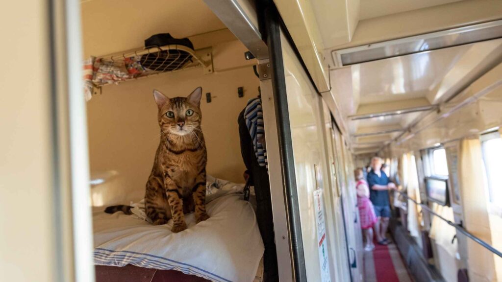 Cat in Train