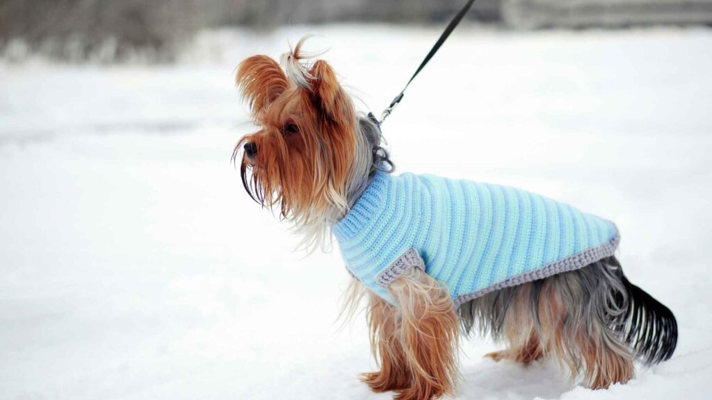 dog in winter coat