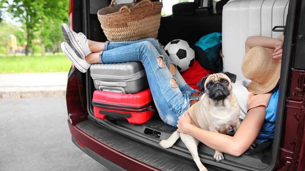 pug in car