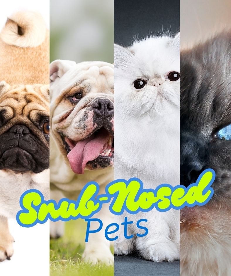 Snub-nosed pets