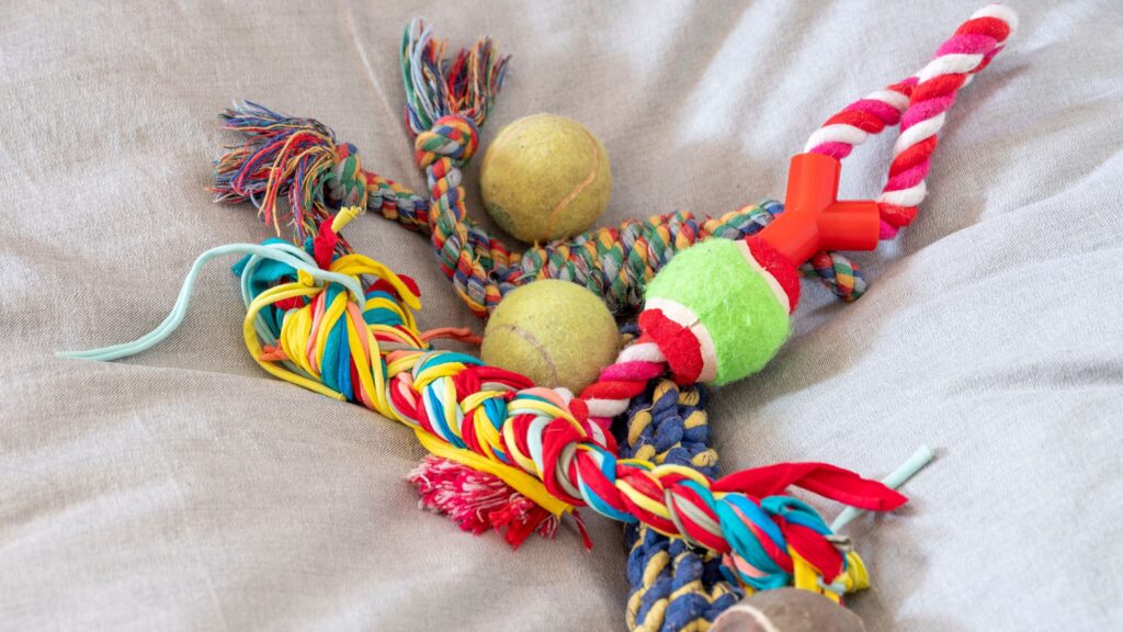 Declutter Your Pet's Belongings