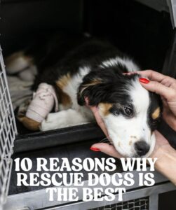10 REASONS WHY RESCUE DOGS IS THE BEST