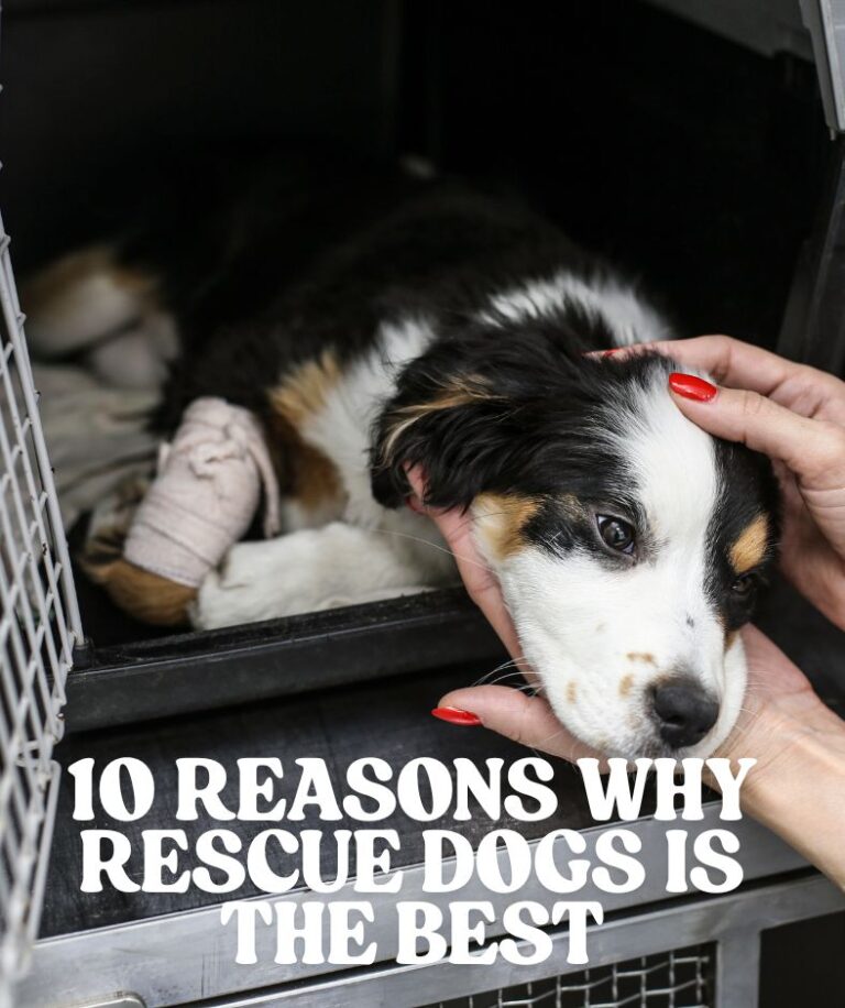 10 REASONS WHY RESCUE DOGS IS THE BEST