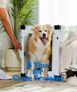 5 Tips for Crate Training Your Dog