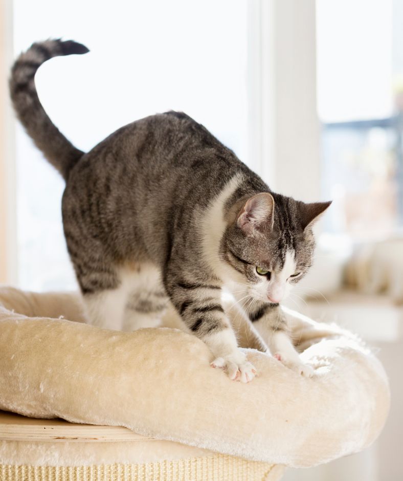 Cat Kneading