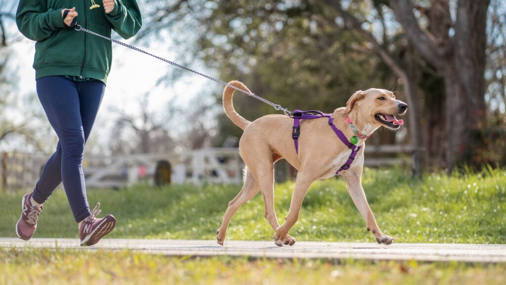 Dog Walking