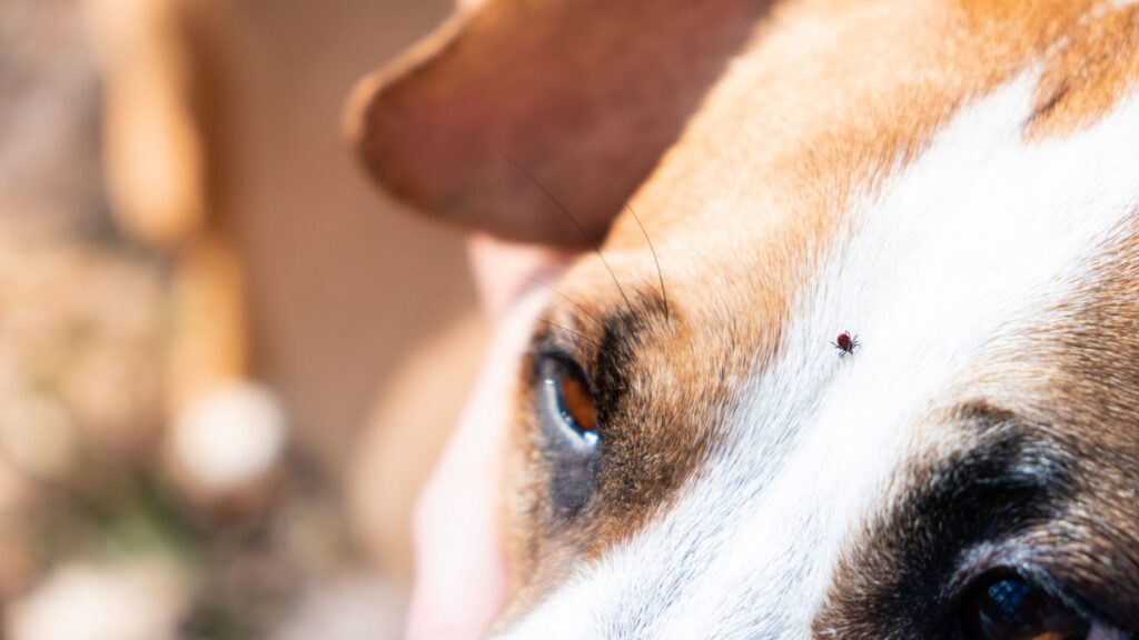 Dog with tick