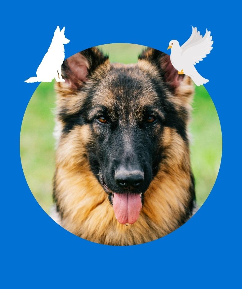 Loyal Companion