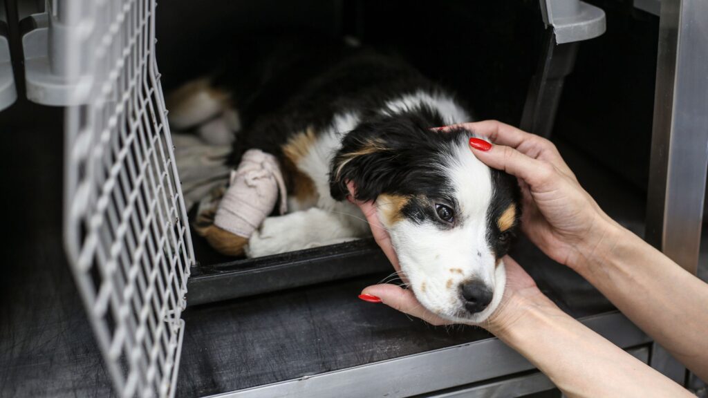 Rescue Dog