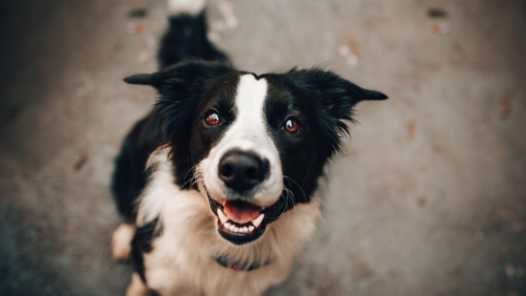 Rescue Dog 2