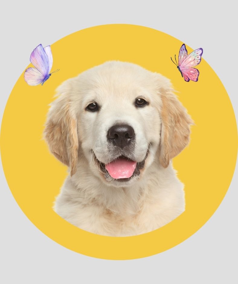 Social Butterfly