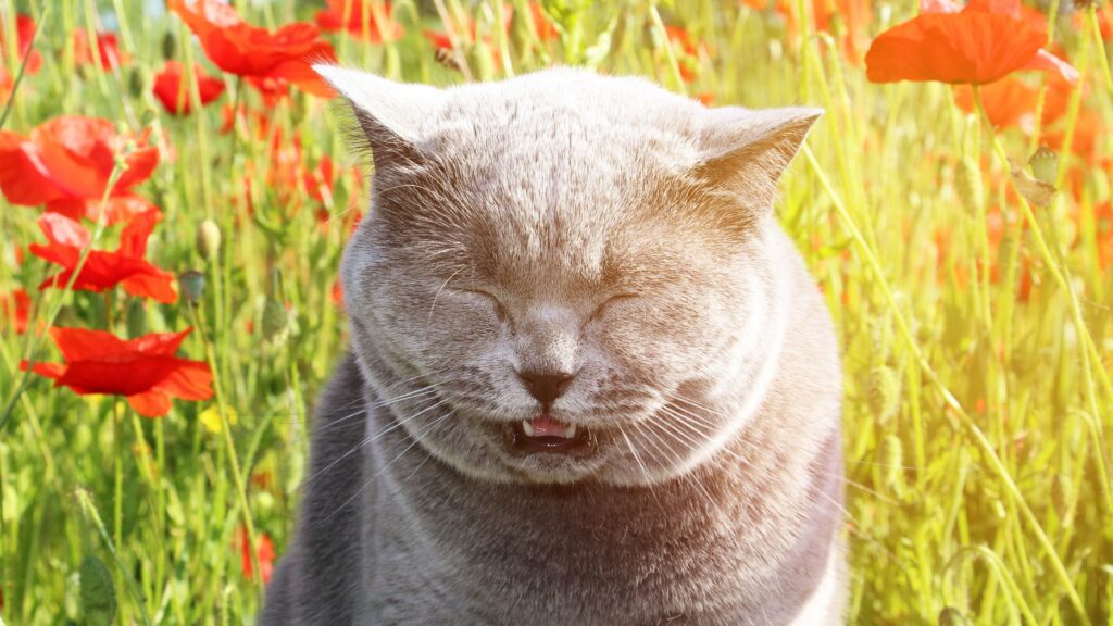 Cat Pollen Allergy