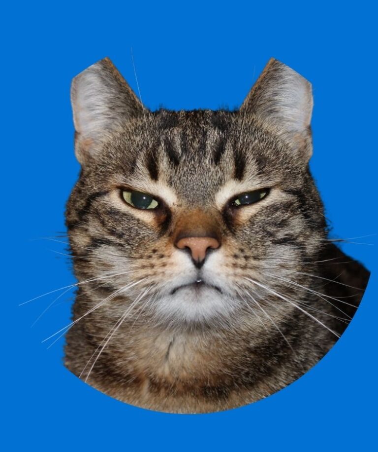 Cat with blue background