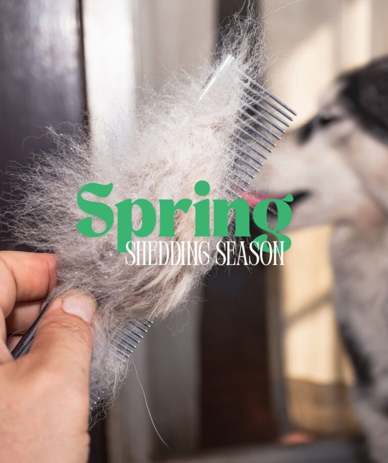 Spring Shedding Season