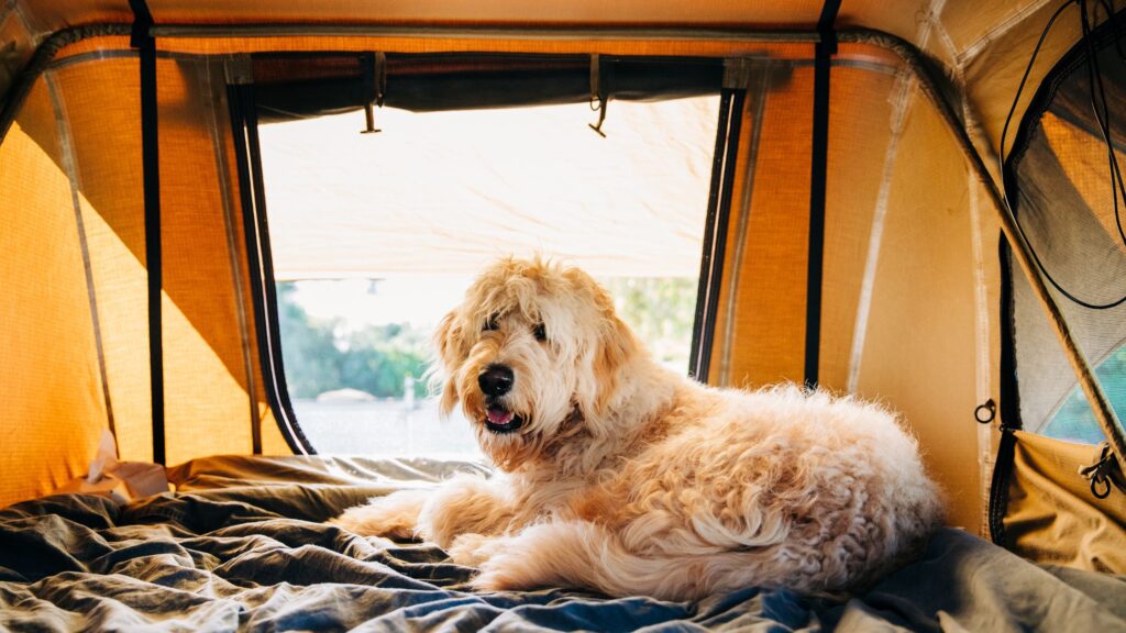 Camping with your dog